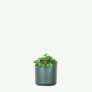 Home plants ecommerce product featured img 12