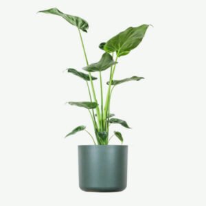 Home plants ecommerce product featured img 17