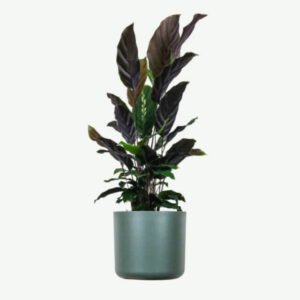 Home plants ecommerce product featured img 18