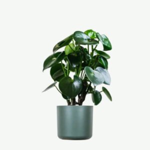 Home plants ecommerce product featured img 6