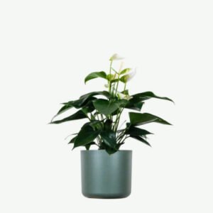 Home plants ecommerce product featured img 9